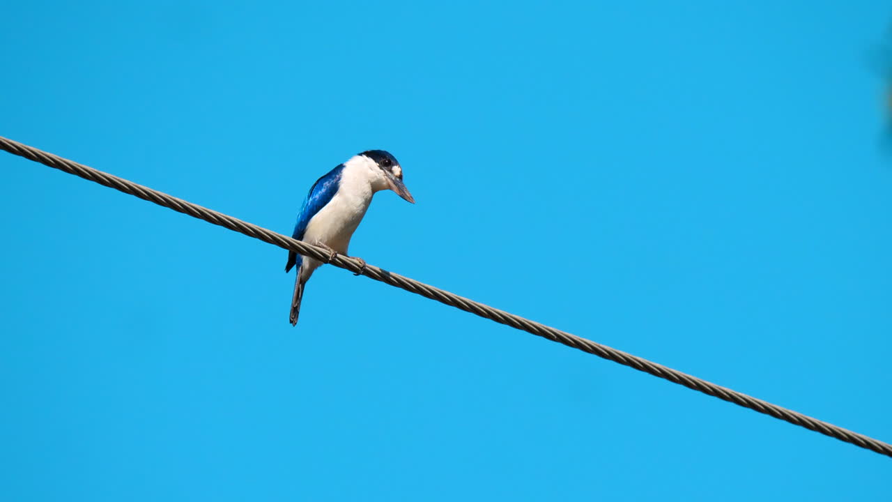 전원 라인에 호주 물총새