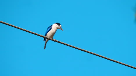 Australischer-Eisvogel-Auf-Stromleitung