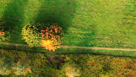 Smooth-movement-along-a-rural-road-along-a-birch-alley-in-autumn-in-sunny-weather