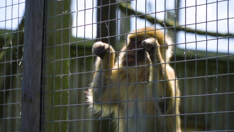 mid-close-up-of-a-monkey-standing-close-to-a-fence-looking-around-hanging-on-with-one-hand-then-use-the-second-hand-looking-like-a-human-prisoner-behind-bars-trying-to-get-out-thinking-about-freedom