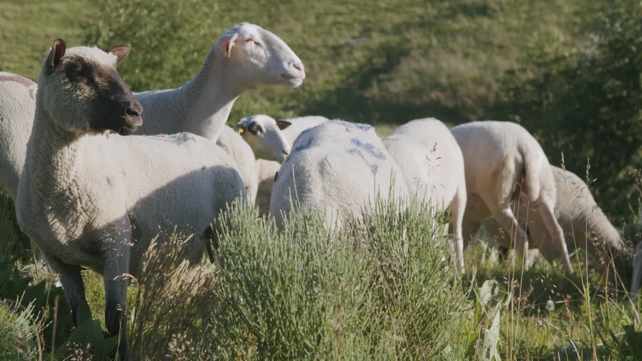 ovejas blancas pastando en la hierba verde junto a las montañas en un día soleado