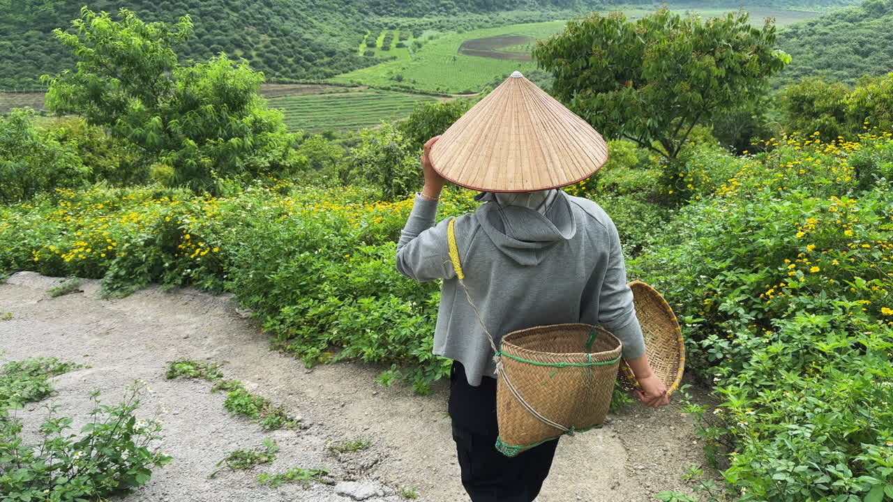 Person wearing conical hat walks through plum orchard with a basket on back