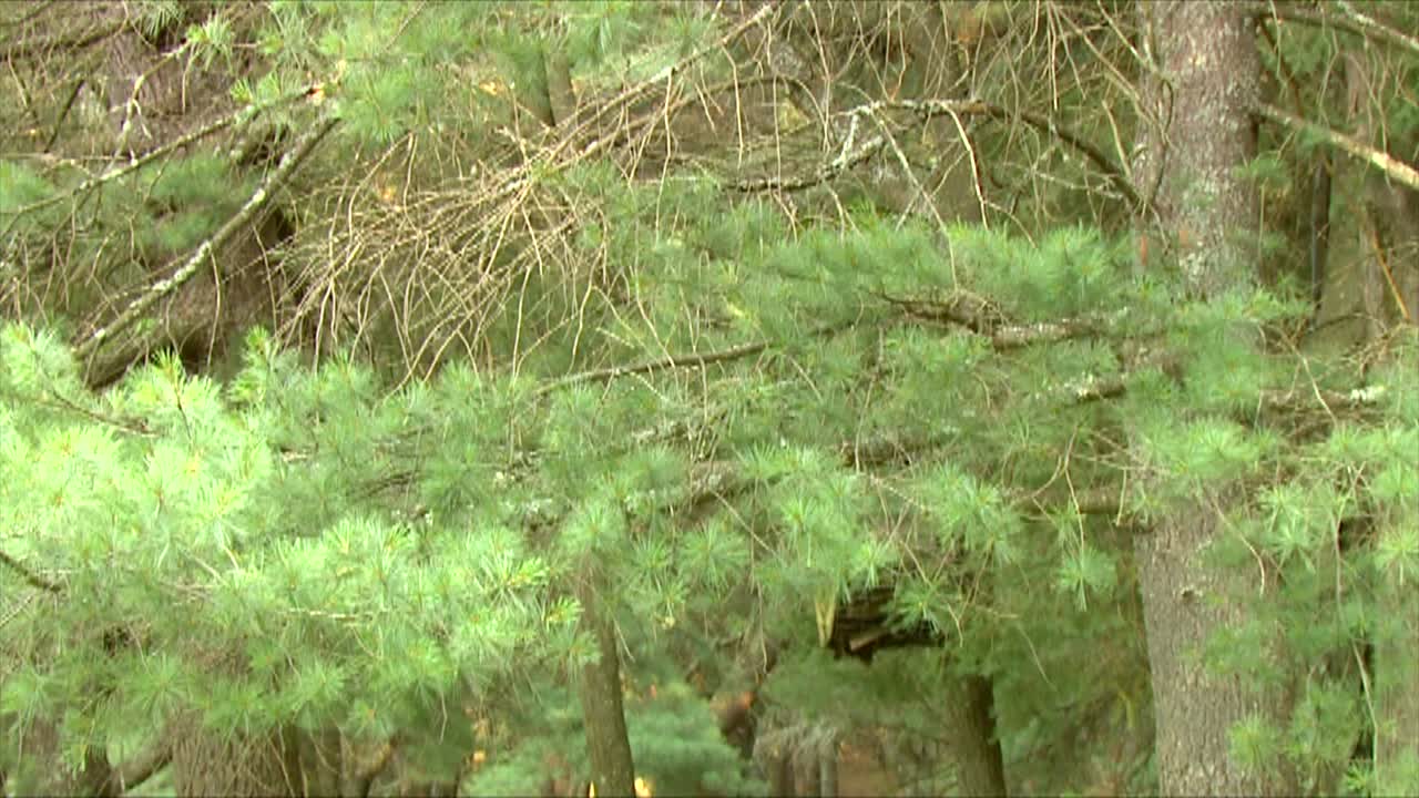 черный медведь (ursus americanus) лежит и ест яблоки 2016 год