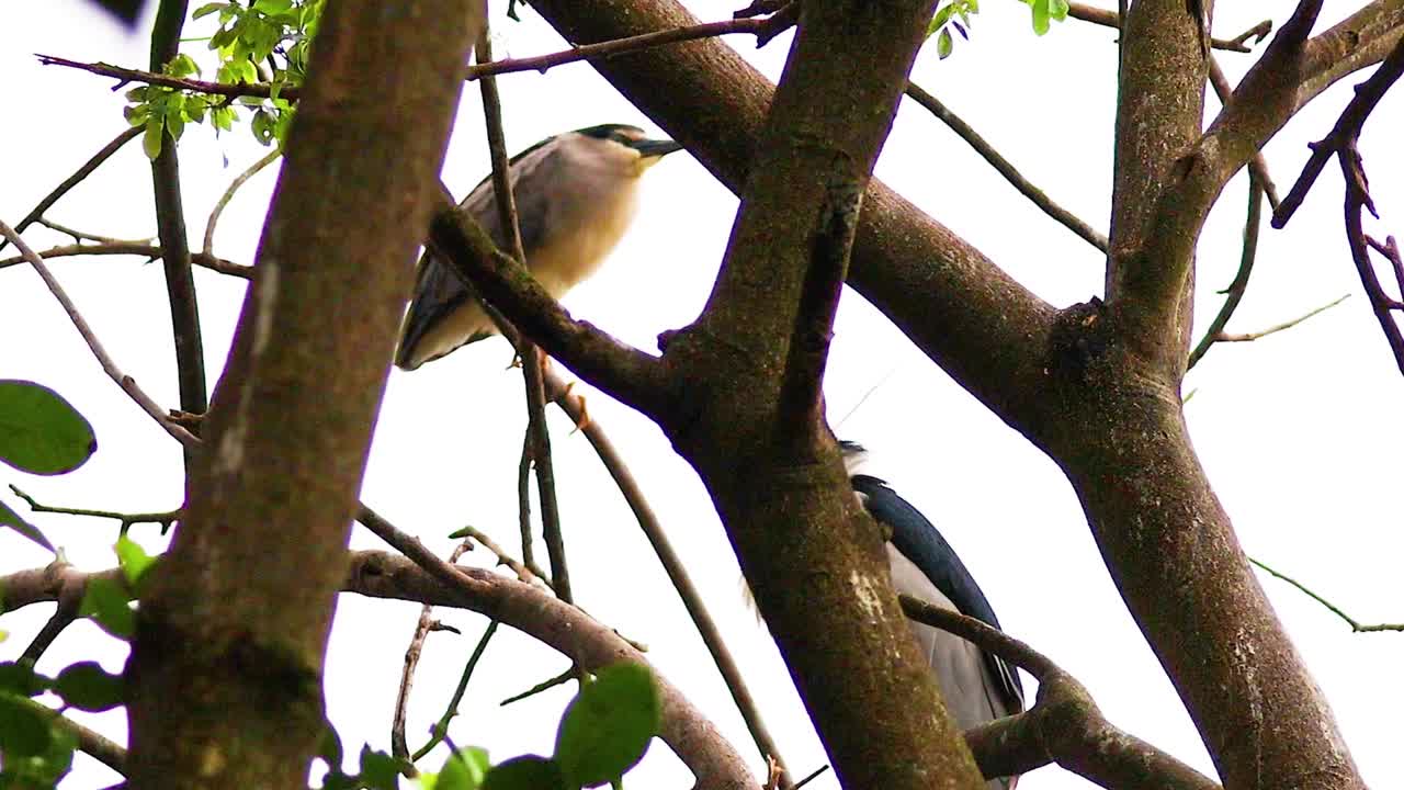la garza se alza entre las ramas en vietnam