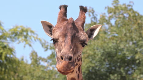 close-up-of-giraffe