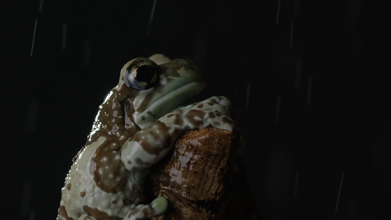 Milky tree frog sits patiently on tree branch as light rain begins to fall at night - close up side profile