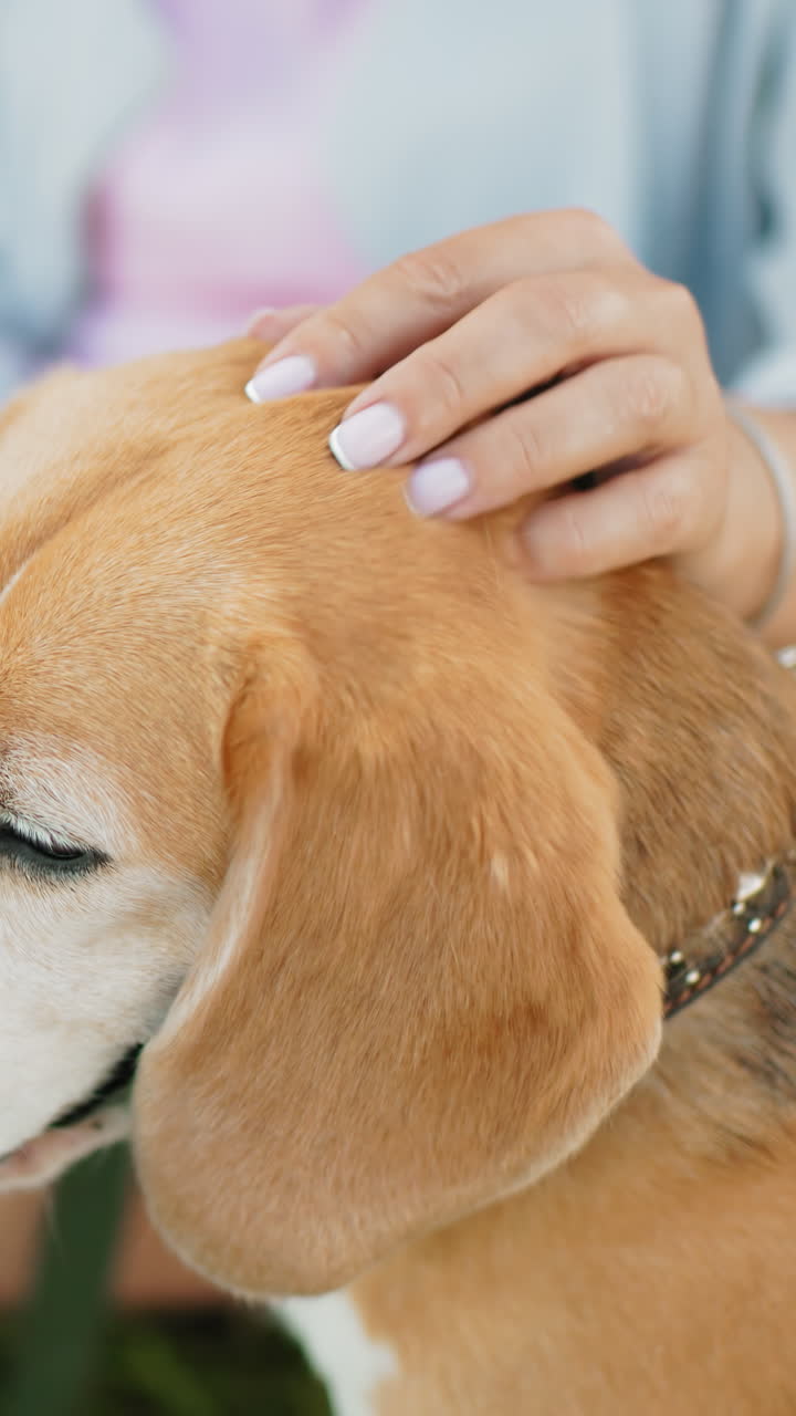거대한 농지에서 풀에 휴식을 취하는 동안 개 주인이 그녀의 개를 부드럽게 마사지하는 클로즈업, 울불한 과 열린 하늘을 가진 조용하고 평화로운 시골 환경, 심장을 따뜻하게 만니다.