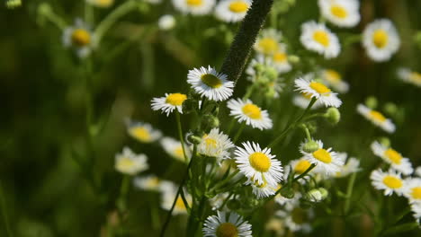 hermosas flores silvestres meciéndose suavemente en el viento