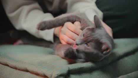 Die-Hand-Der-Frau-Streichelt-Den-Bauch-Ihrer-Grauen-Katze,-Die-Katze-Fühlt-Sich-Wohl-Und-Leckt-Ihre-Pfoten