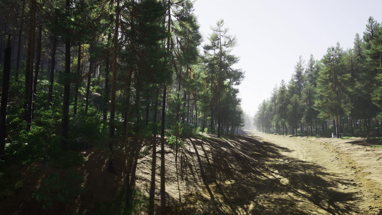 Sunlight filters through tall trees along a forest path in serene nature