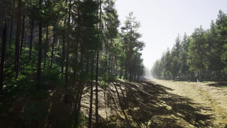 sunlight filters through tall trees along a forest path in serene nature