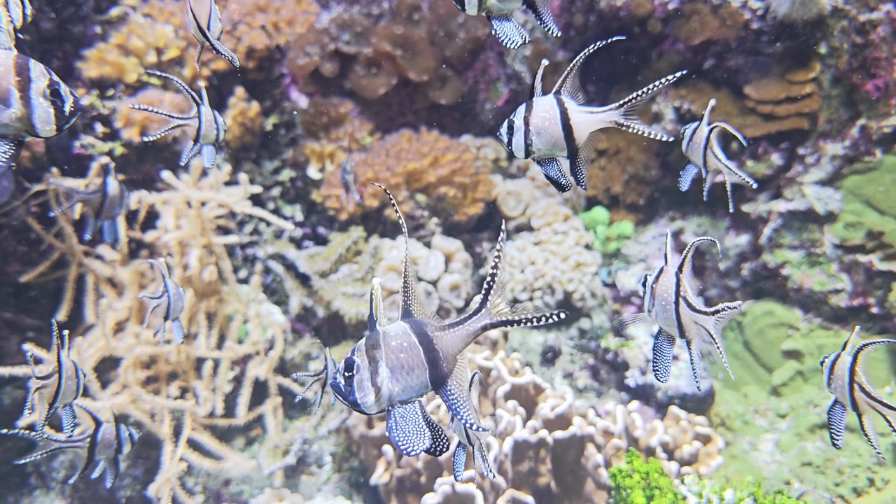 Banggai cardinalfish Pterapogon kauderni swimming together over tropical coral reef