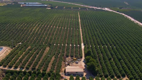 Grandes-Hileras-De-Cultivo-De-Naranjas-Cítricas-Verdes-Cerca-De-Algorfa,-España