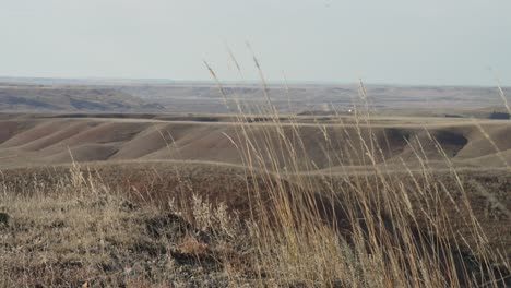 grass blowing in wind over rolling hills in prairie