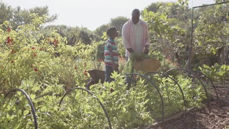 Feliz-Abuelo-Y-Nieto-Afroamericano-Recogiendo-Verduras-En-Un-Soleado-Huerto