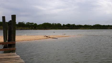 pelícano flotando alrededor de una pequeña ensenada de bahía móvil