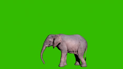 large african elephant attacking the enemy in front of green screen. animation for animals, nature and educational backgrounds.