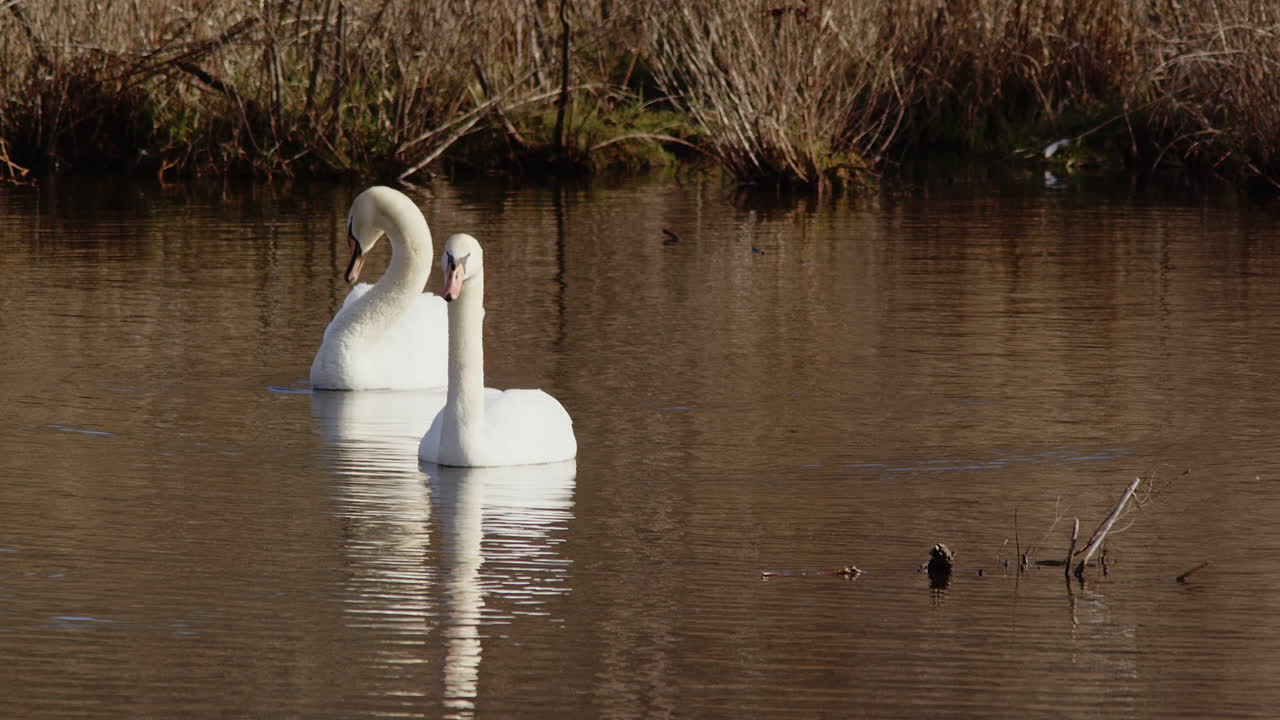 Spring swans in slow motion, cleaning feathers and showcasing mating dances.