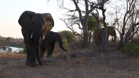 an elephant walks by while others in the background graze on trees in the wild