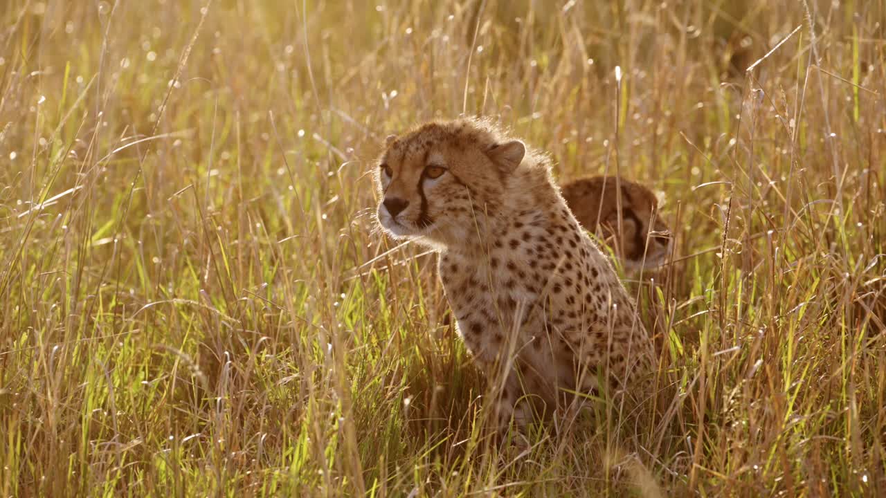 cámara lenta de un cachorro de guepardo joven de cerca retrato de la cara, lindo bebé animal vida silvestre africana en áfrica en la hermosa luz del atardecer naranja dorada en la hierba larga en masai mara, kenia, masai mara