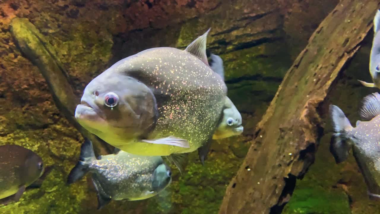 Piranha underwater freshwater Piranha underwater freshwater