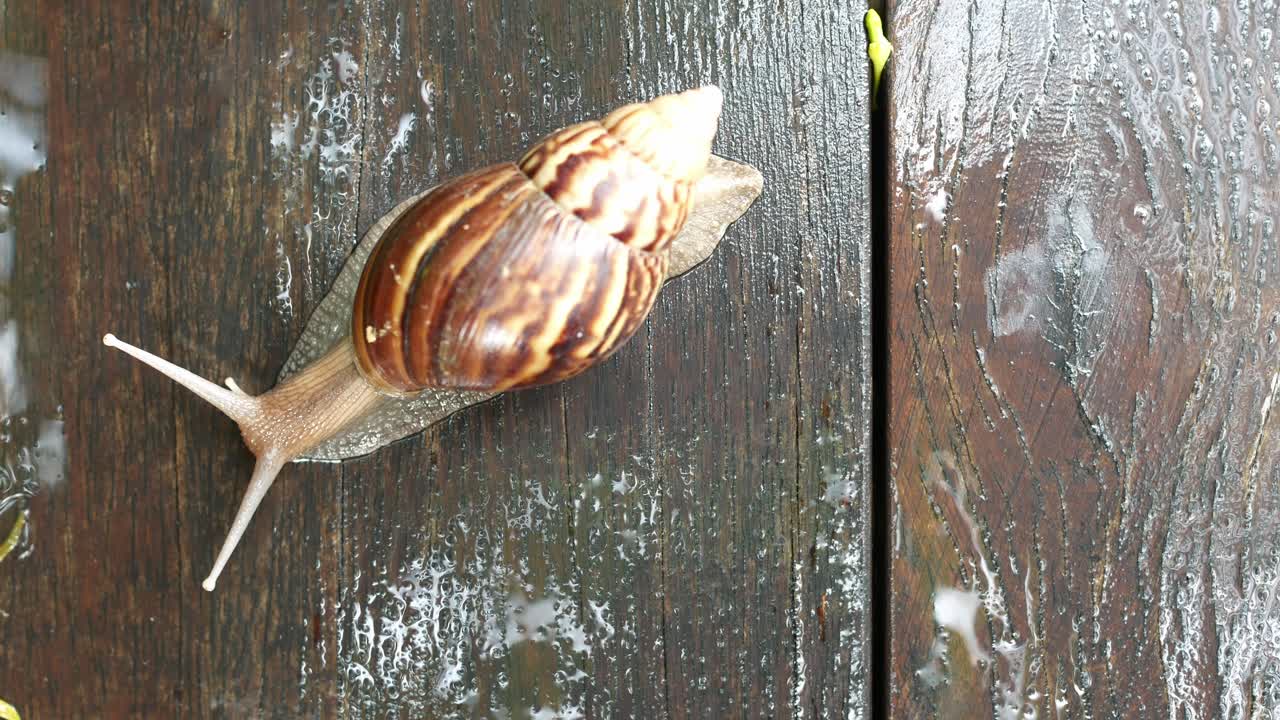 Snail walking on the old wooden floor