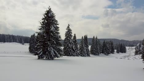 a mesmerizing slow-motion movement over a thick blanket of snow surrounded by fir trees covered in snow, located in poiana brasov, romania