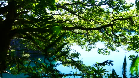 Tranquil-sparkling-tropical-paradise-blue-lagoon-lake-through-dense-jungle-woodland-foliage