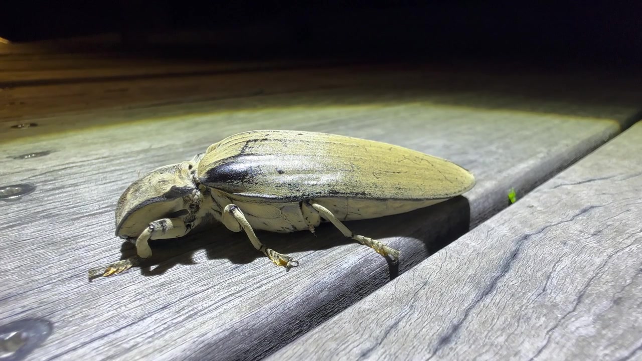 Kæmpe akacie-smælderbille (Tetralobus flabellicornis) bevæger sig langsomt hen over en træoverflade, oplyst af kunstigt lys om natten i Kruger Nationalpark, Sydafrika.