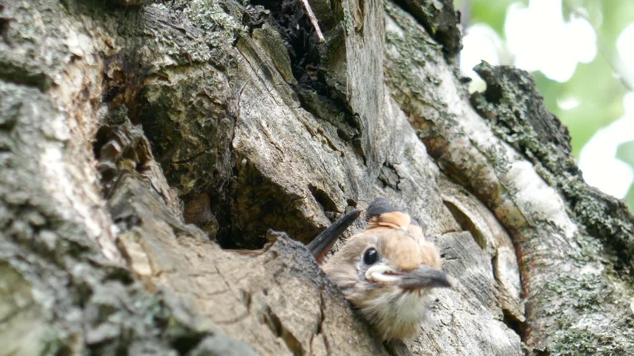 dos curiosos pájaros abubillas sacan la cabeza del nido y esperan algo de comida de su madre
