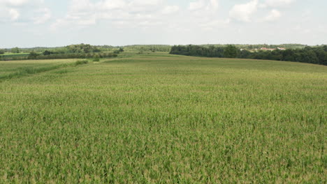 Dron-Vuela-Sobre-El-Campo-De-Cont