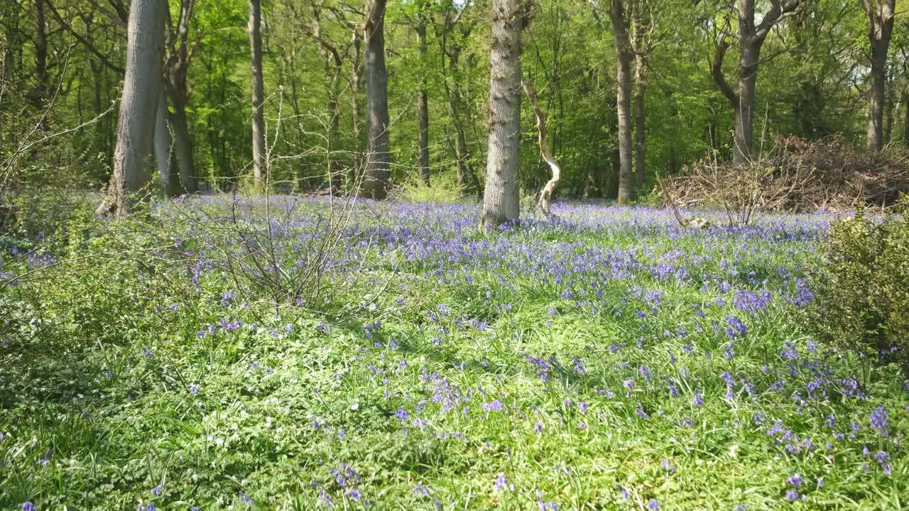 A field of bluebells decorates the entrance to the woodland beyond, Cornwall, England, UK