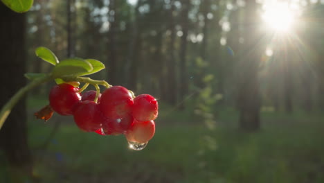 morning dew on ripe red currants in sunlight with forest lens flare backdrop