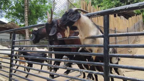 goats in a zoo enclosure