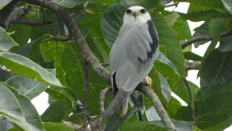 black-winged kite in tree waiting for pray