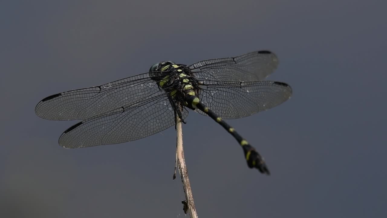 la libélula de cola de brida común se ve comúnmente en tailandia y asia