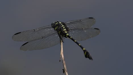 the common flangetail dragonfly is commonly seen in thailand and asia