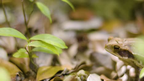 Incredible-adaptation-of-a-frog-blending-seamlessly-into-its-leafy-habitat