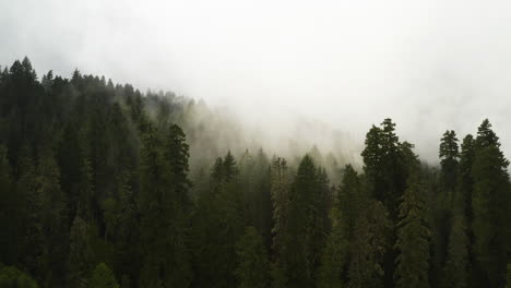 Drone-dolly-above-wet-humid-forest-with-thick-layer-of-fog-rising-up-hillside