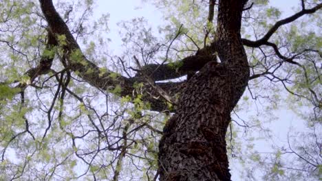 Sonniger-Tag,-Sonne-Auf-Baum-Im-Wald