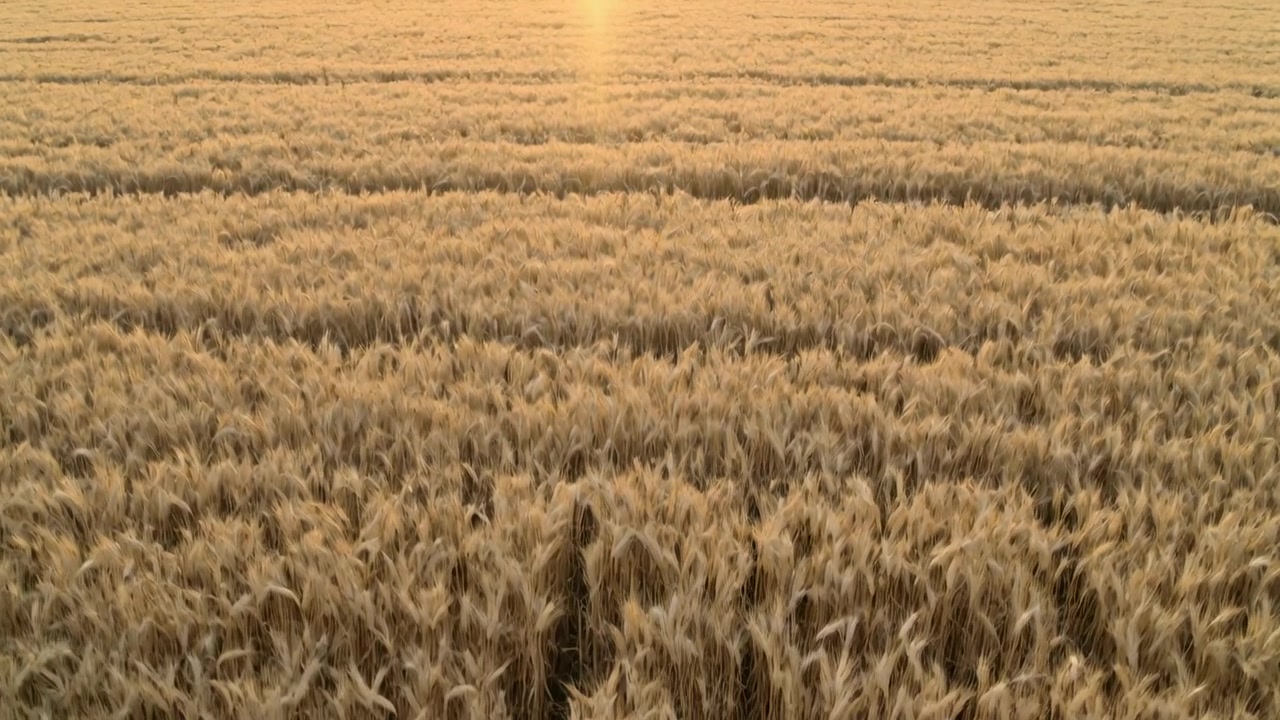 Cámara en movimiento acercándose a un campo de trigo para una vista cercana, revelando espigas, surcos y el resplandor del sol.