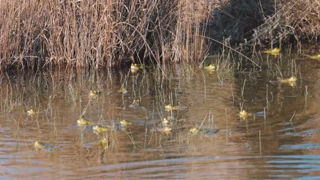 Ranas-Chapoteando-En-La-Superficie-Del-Agua-En-El-Río,-Soplando-El-Comportamiento-De-Las-Mejillas