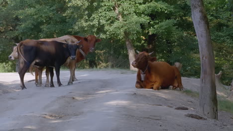 cows in a forest path