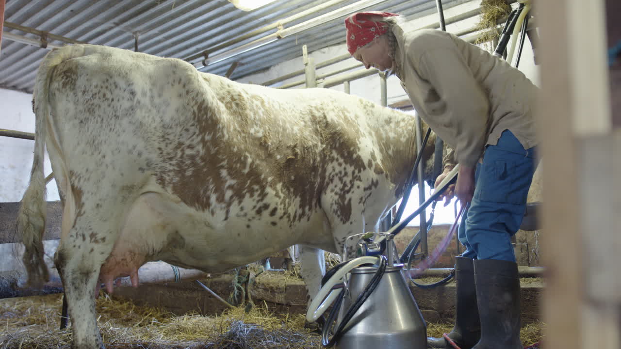 The farmer ties the dairy cow to limit its movement for milking, rural Sweden