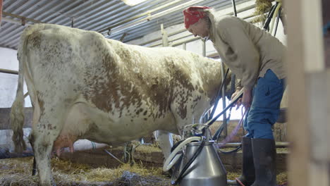 the farmer ties the dairy cow to limit its movement for milking, rural sweden