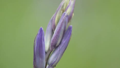 a lovely moment with some bluebells blooming