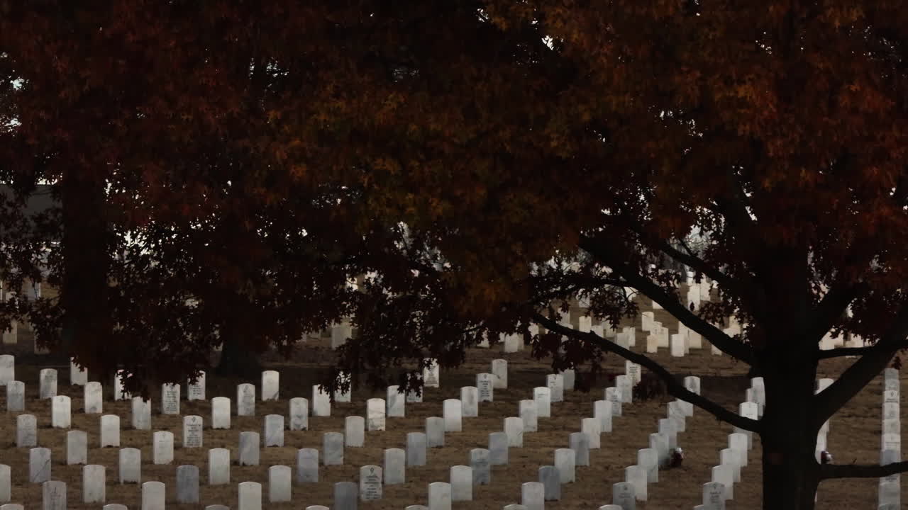 fayetteville 묘지에 있는  묘비, 나무 뒤에 숨겨진 상승하는 공중