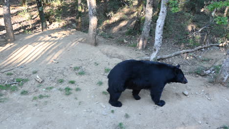 a black bear walks to join a family member in a zoom enclosure