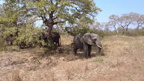 los elefantes africanos se enfrían a la sombra de los árboles