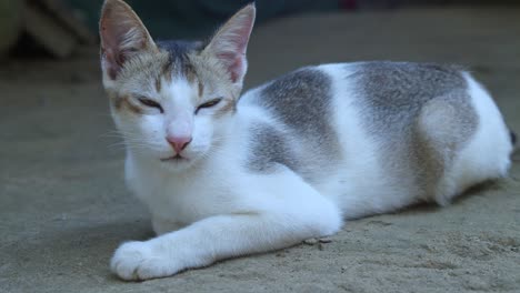 cat sleeping on the ground front view